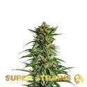 7th Wave (Super Strains) Feminiserede