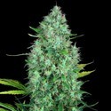 Serious 6 (Serious Seeds) Feminiserede