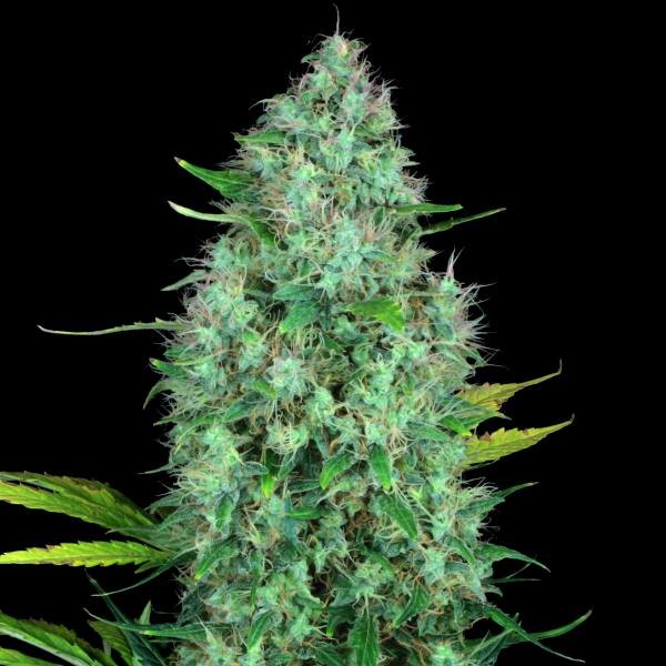 Serious 6 (Serious Seeds) Feminiserede