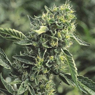 OG Kush (Humboldt Seed Company) feminiserede cannabisfr&oslash;