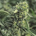 OG Kush (Humboldt Seed Organization) Feminiserede