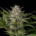 Pineapple Skunk (Humboldt Seed Organization) Feminiserede
