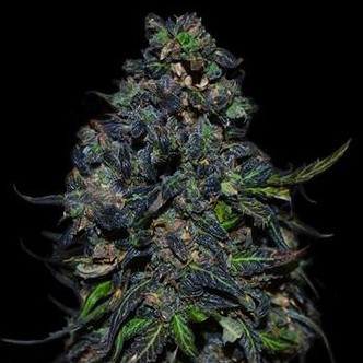 Taison Auto (VIP Seeds) feminiserede