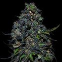 Taison Auto (VIP Seeds) Feminiserede