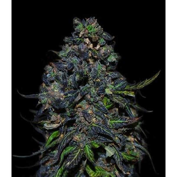 Taison Auto (VIP Seeds) Feminiserede