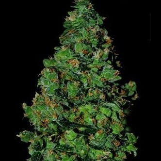 Membrana Hiper Auto (VIP Seeds) feminiserede