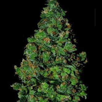 Membrana Hiper Auto (VIP Seeds) Feminiserede
