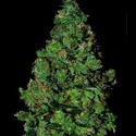 Membrana Hiper Auto (VIP Seeds) Feminiserede