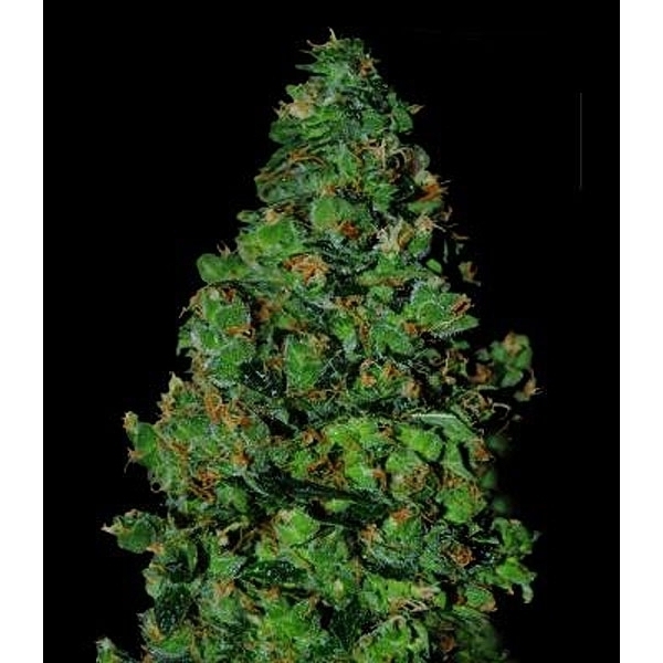 Membrana Hiper Auto (VIP Seeds) Feminiserede