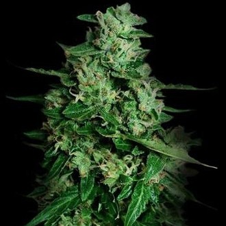 Northern Delights Auto (VIP fr&oslash;) Feminiserede