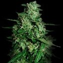 Northern Delights Auto (VIP frø) Feminiserede