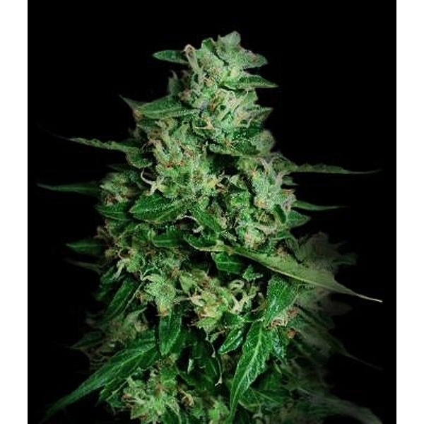 Northern Delights Auto (VIP frø) Feminiserede