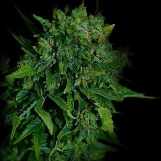 VIP Auto (VIP Seeds) feminiserede cannabisfr&oslash;