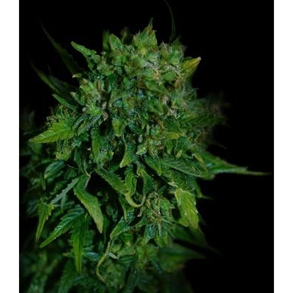 VIP Auto (VIP Seeds) Feminiserede