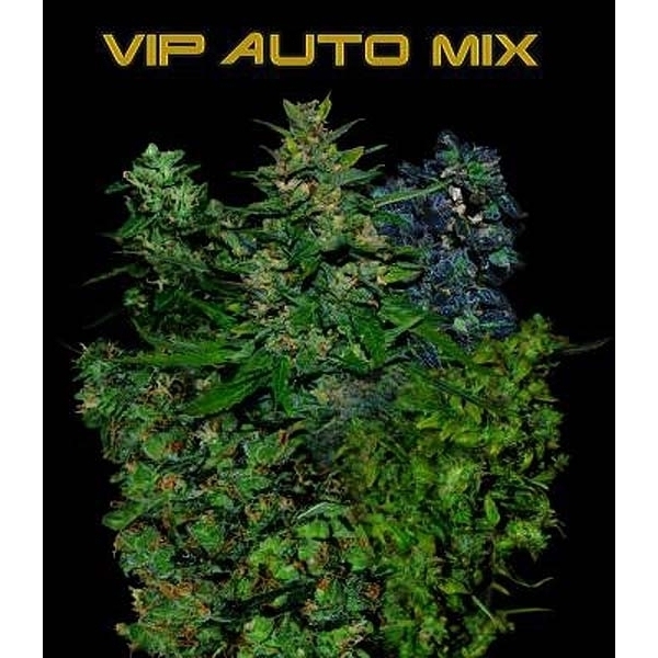 VIP Auto Mix (VIP Seeds) Feminiserede