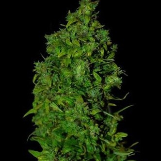 VIP Dwarf Auto (VIP Seeds) feminiserede cannabisfr&oslash;