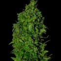 VIP Dwarf Auto (VIP Seeds) Feminiserede