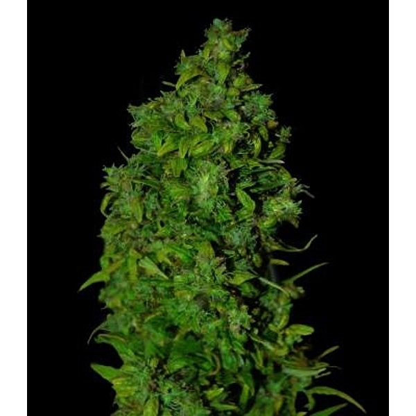 VIP Dwarf Auto (VIP Seeds) Feminiserede
