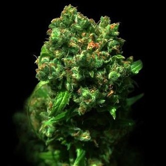 Cheese (VIP Seeds) feminiserede