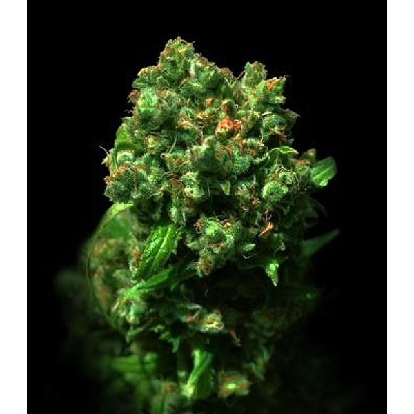 Love Peace (VIP Seeds) Feminiserede