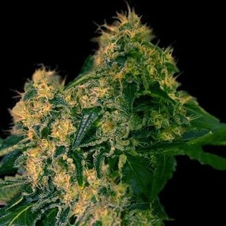 Torpedo (VIP Seeds) Feminiserede