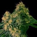 Torpedo (VIP Seeds) Feminiserede