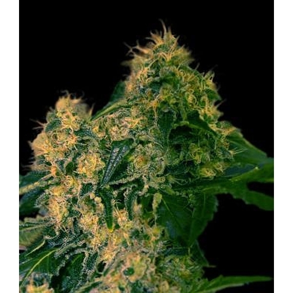 Torpedo (VIP Seeds) Feminiserede