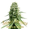 Amnesia (Super Strains) Feminiserede