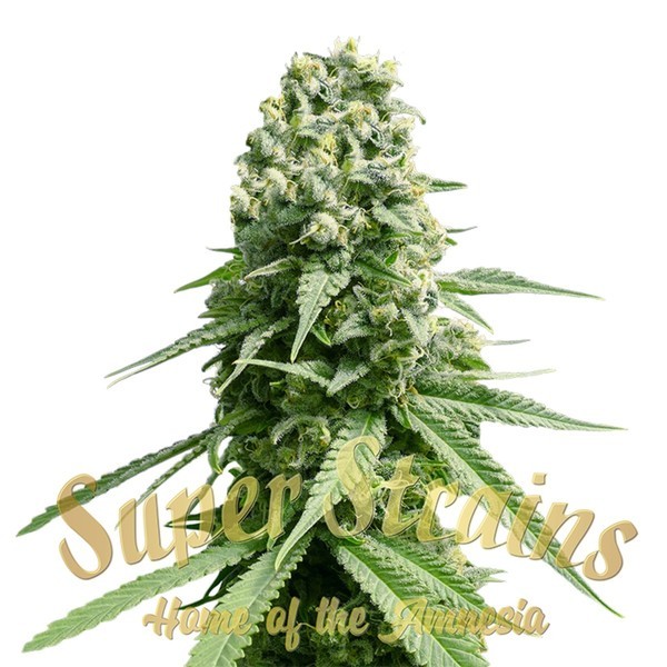 Amnesia (Super Strains) Feminiserede