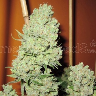 Channel + (Medical Seeds) feminiserede