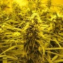 Channel + (Medical Seeds) Feminiserede