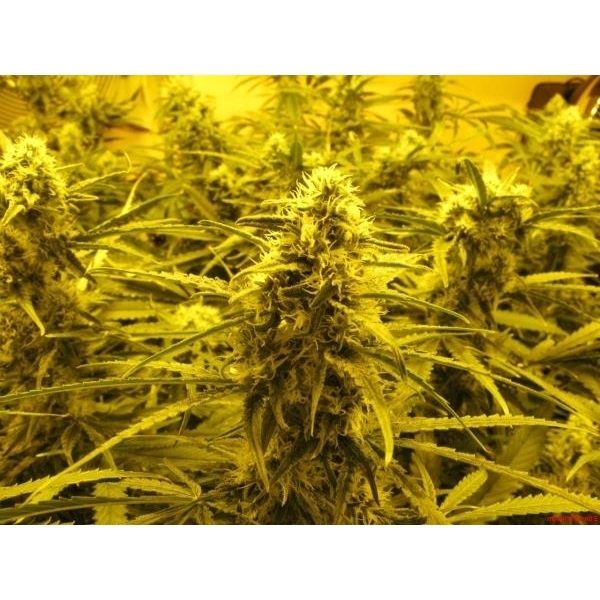Channel + (Medical Seeds) Feminiserede