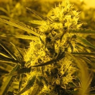 Channel + (Medical Seeds) Feminiserede