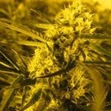 Channel + (Medical Seeds) Feminiserede