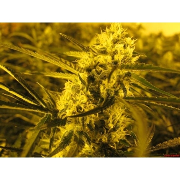 Channel + (Medical Seeds) Feminiserede