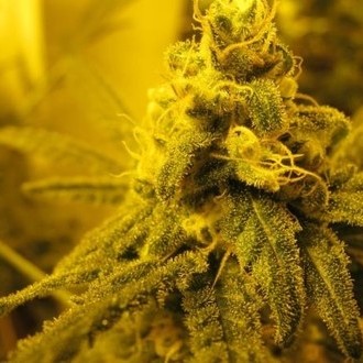 Channel + (Medical Seeds) Feminiserede