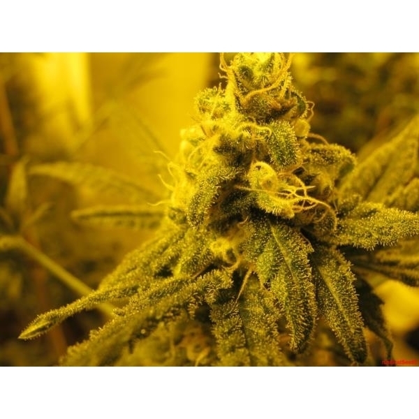 Channel + (Medical Seeds) Feminiserede