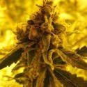 Channel + (Medical Seeds) Feminiserede