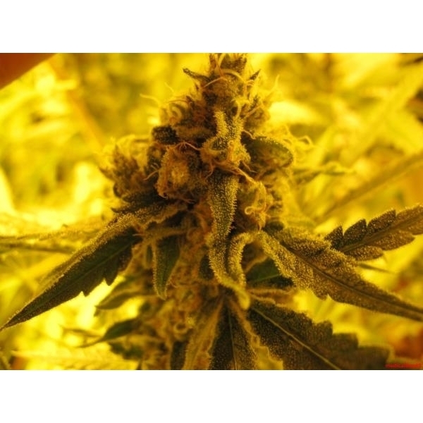 Channel + (Medical Seeds) Feminiserede