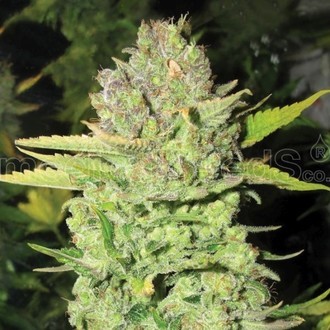 Devil Fruit (Medical Seeds) Feminiserede