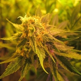 Devil Fruit (Medical Seeds) Feminiserede