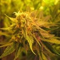 Devil Fruit (Medical Seeds) Feminiserede