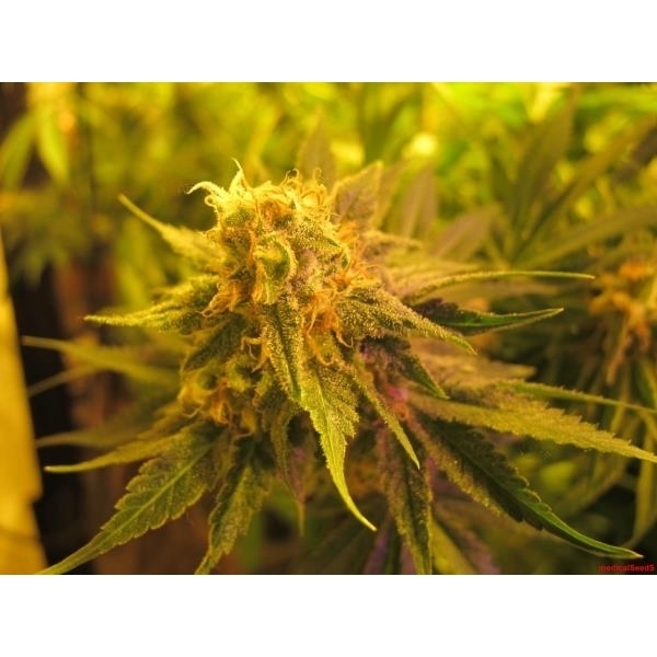 Devil Fruit (Medical Seeds) Feminiserede