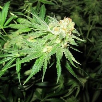 Devil Fruit (Medical Seeds) Feminiserede