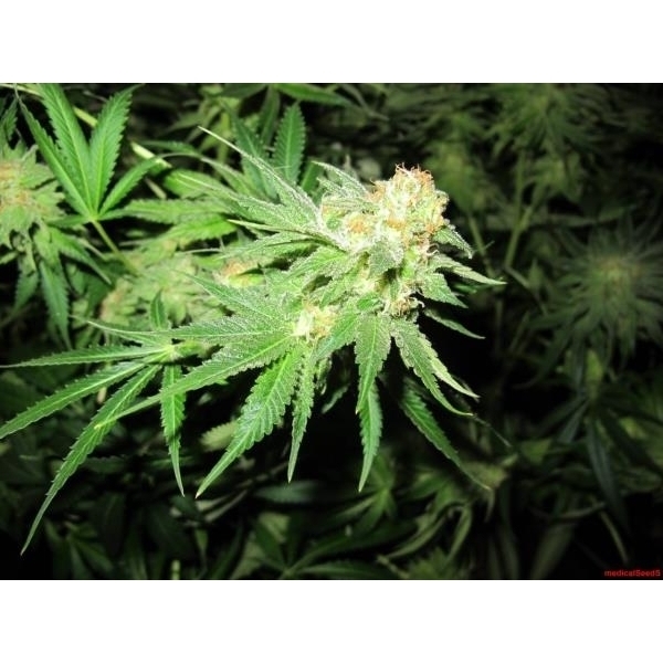 Devil Fruit (Medical Seeds) Feminiserede