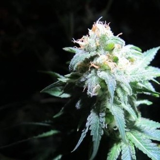 Devil Fruit (Medical Seeds) Feminiserede