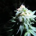 Devil Fruit (Medical Seeds) Feminiserede