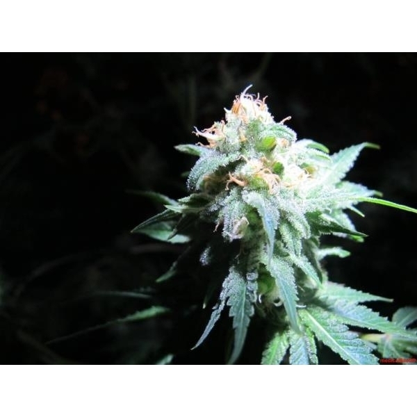 Devil Fruit (Medical Seeds) Feminiserede