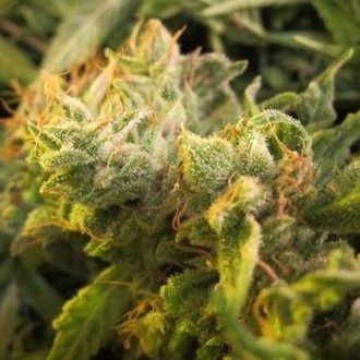 Devil Fruit (Medical Seeds) Feminiserede