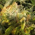 Devil Fruit (Medical Seeds) Feminiserede